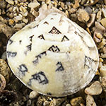 Lioconcha castrensis